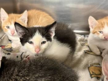 MIKE -  Domestic Short Hair Cat for Adoption in Grand Prairie, Texas - MIKE | PetCurious