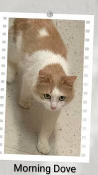 Morning Dove -  Domestic Medium Hair Cat for Adoption in Caistor Centre, Ontario - Morning Dove | PetCurious