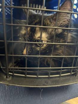 Molly -  American Shorthair and Domestic Short Hair Cat for Adoption in North Richland Hills, Texas - Molly | PetCurious