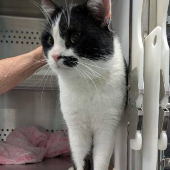 Domestic Short Hair Cats Available for Adoption in Lynchburg, Virginia - Rocky | PetCurious