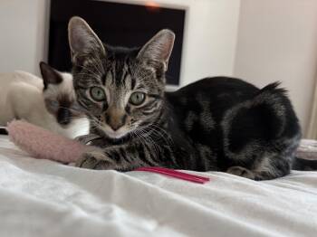 Chowder & Bisque -  Tabby Cat for Adoption in Homestead, Florida - Chowder & Bisque | PetCurious