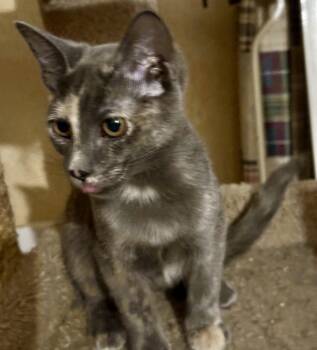 Georgia -  Dilute Tortoiseshell and Domestic Short Hair Cat for Adoption in Phoenix, Arizona - Georgia | PetCurious