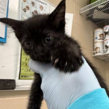 Brenda -  Domestic Short Hair Cat for Adoption in Troy, Virginia - Brenda | PetCurious