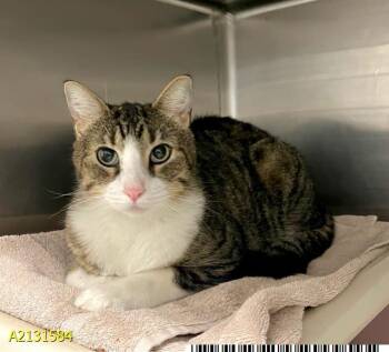 Domestic Short Hair Cats Available for Adoption - VINNY | PetCurious