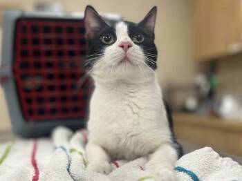 Domestic Short Hair Cats Available for Adoption - DEXTER | PetCurious