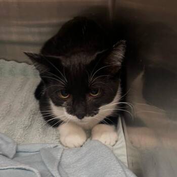 Barbara -  Domestic Short Hair Cat for Adoption in Georgetown, Kentucky - Barbara | PetCurious