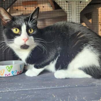 Domestic Short Hair Cats Available for Adoption in Pinellas Park, Florida - Tommy | PetCurious