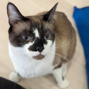 Marley -  Domestic Short Hair Cat for Adoption in Spokane, Washington - Marley | PetCurious