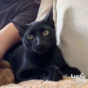 Xavi -  Domestic Short Hair Cat for Adoption in Washington, District Of Columbia - Xavi | PetCurious