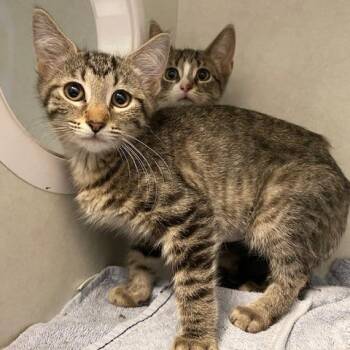 Domestic Short Hair Cats Available for Adoption in Dayton, Ohio - Coconut | PetCurious