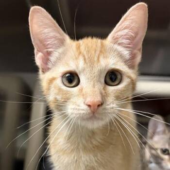 Piglet -  Domestic Short Hair Cat for Adoption in North Myrtle Beach, South Carolina - Piglet | PetCurious