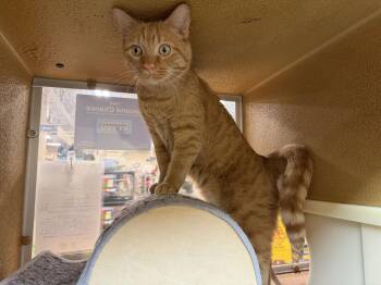 Domestic Short Hair Cats Available for Adoption - Rengoku | PetCurious