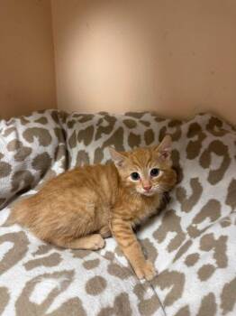 Leonard -  Domestic Short Hair Cat for Adoption in Freeport, New York - Leonard | PetCurious