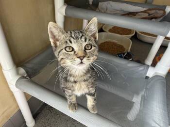 Barstow -  Domestic Short Hair Cat for Adoption in Berkeley, California - Barstow | PetCurious