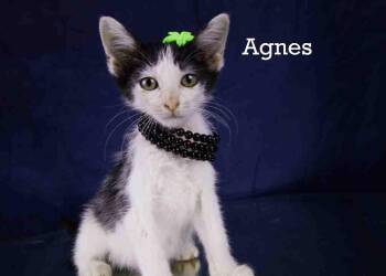 Rescue Domestic Medium Hair Cats for Adoption in York, Nebraska - Agnes | PetCurious
