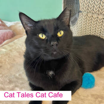 Rescue Domestic Short Hair Cats for Adoption in Chapel Hill, North Carolina - Bagheera | PetCurious