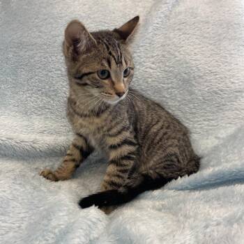 Bubbie -  Domestic Short Hair Cat for Adoption in Park City, Utah - Bubbie | PetCurious