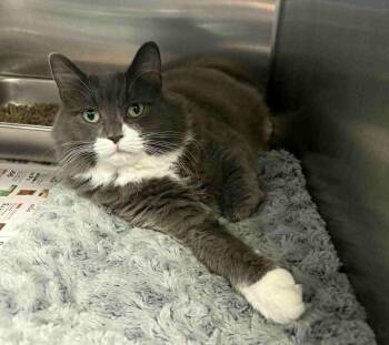 Rescue Domestic Short Hair Cats for Adoption in Bridgewater, New Jersey - Mallory | PetCurious