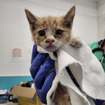 Mooch -  Domestic Short Hair Cat for Adoption in Kanab, Utah - Mooch | PetCurious