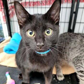 Abner -  Domestic Short Hair Cat for Adoption in Lakewood, Colorado - Abner | PetCurious