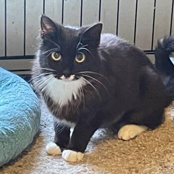 Domestic Short Hair Cats Available for Adoption in Troy, New York - Sarah | PetCurious