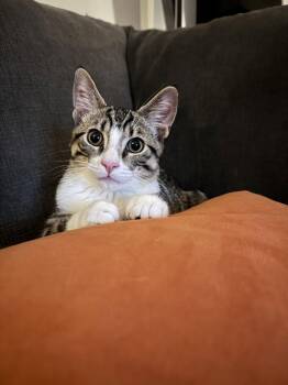 Domestic Short Hair Cats Available for Adoption - EMILIO | PetCurious