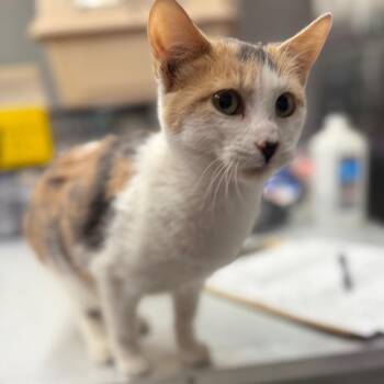 Smore -  Domestic Short Hair Cat for Adoption in Spokane, Washington - Smore | PetCurious
