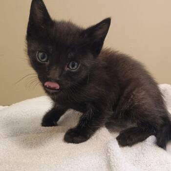 Maiz -  Domestic Short Hair Cat for Adoption in Pasadena, California - Maiz | PetCurious