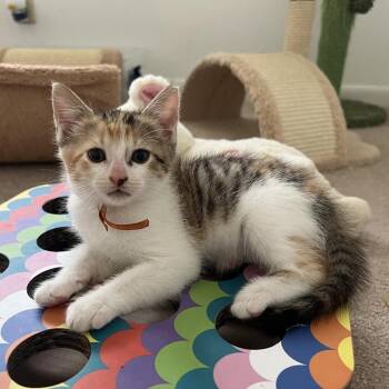 Domestic Short Hair Cats Available for Adoption in Austin, Texas - Qasima 5 | PetCurious