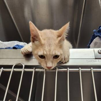 Budgie -  Domestic Short Hair Cat for Adoption in Milton, Florida - Budgie | PetCurious