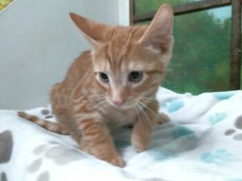 Domestic Short Hair Cats Available for Adoption in Houston, Texas - STWERT | PetCurious