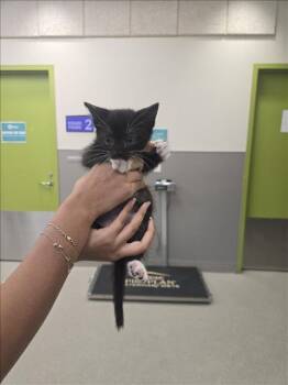 DOTTIE -  Domestic Short Hair Cat for Adoption in Las Vegas, Nevada - DOTTIE | PetCurious
