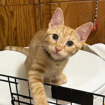 Waffle -  Domestic Short Hair Cat for Adoption in Granby, Missouri - Waffle | PetCurious