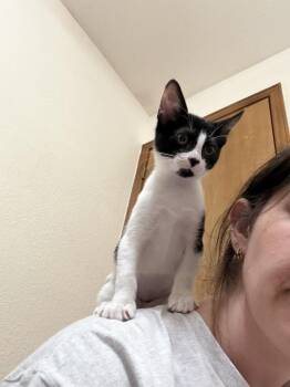 Matilde Kahlo -  Domestic Short Hair Cat for Adoption in Dallas, Texas - Matilde Kahlo | PetCurious