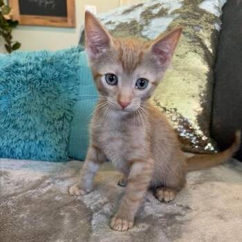 Banjo -  Domestic Short Hair Cat for Adoption in Fairway, Kansas - Banjo | PetCurious