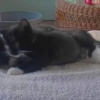 Sylvester -  Domestic Short Hair Cat for Adoption in West Palm Beach, Florida - Sylvester | PetCurious