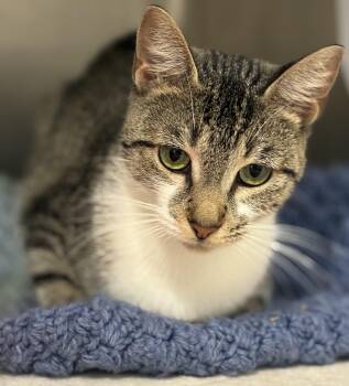 Jasmine -  Domestic Medium Hair Cat for Adoption in Sandusky, Michigan - Jasmine | PetCurious