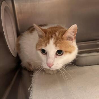 Ice Cream -  Domestic Short Hair Cat for Adoption in Murray, Utah - Ice Cream | PetCurious