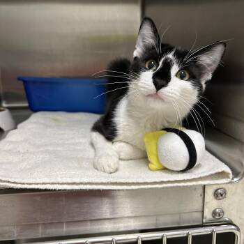 Tuxedo Cats Available for Adoption in La Grange Park, Illinois - Zoro | PetCurious
