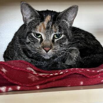 Lynx -  Domestic Short Hair Cat for Adoption in Idaho Falls, Idaho - Lynx | PetCurious