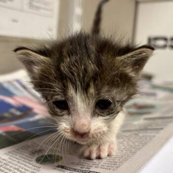 Domestic Short Hair Cats Available for Adoption in Yuma, Arizona - Olivia Dean | PetCurious