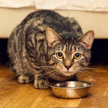 Kiri -  Domestic Short Hair Cat for Adoption in New York, New York - Kiri | PetCurious