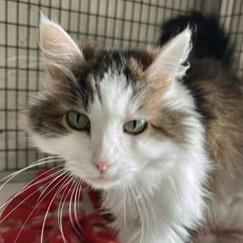 Domestic Long Hair Cats Available for Adoption in Hemet, California - Lucy | PetCurious