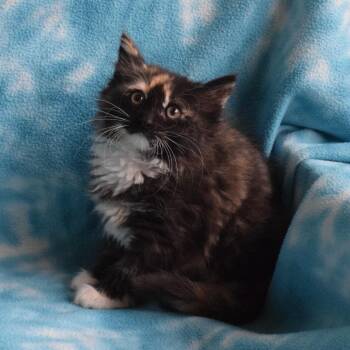 Domestic Long Hair Cats Available for Adoption in Eureka, California - Ladybug (52890) | PetCurious