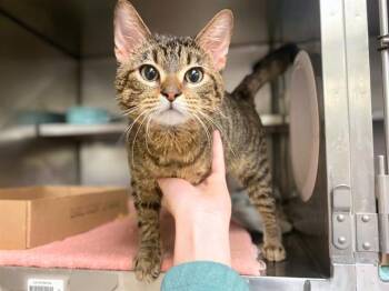 ERNIE -  Domestic Short Hair Cat Available for Adoption in Fort Wayne, Indiana - ERNIE | PetCurious