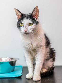 Dogwood - KBC -  Domestic Short Hair Cat for Adoption in Dublin, Ohio - Dogwood - KBC | PetCurious