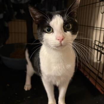 Orion -  Domestic Short Hair Cat for Adoption in Reisterstown, Maryland - Orion | PetCurious