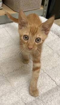 Griff -  Domestic Short Hair Cat for Adoption in Sautee Nacoochee, Georgia - Griff | PetCurious
