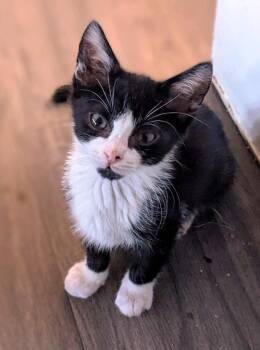 Kilwin26 -  Domestic Short Hair Cat for Adoption in Youngsville, North Carolina - Kilwin26 | PetCurious