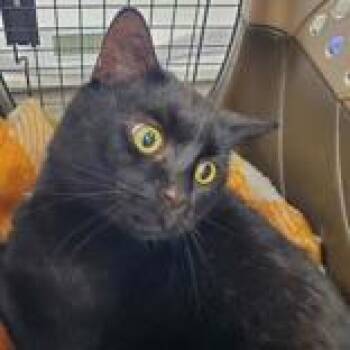 Domestic Short Hair Cats Available for Adoption in Lansing, Michigan - Charming | PetCurious